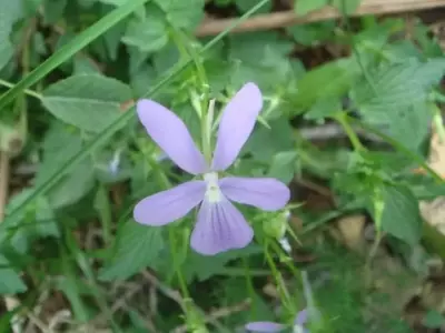 Guía Completa para el Cultivo de la Viola Cornuta: Origen, Cuidados y Protección