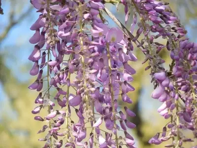 Jardinería Resiliente: Plantas que Desafían Temperaturas Extremas