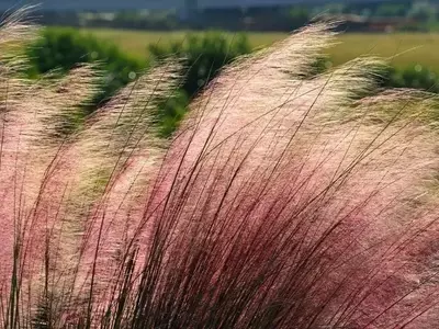 La Belleza Etérea de la Muhlenbergia Capillaris: Una Joya para Cada Jardín