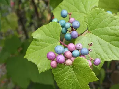 Ampelopsis (Parthenocissus): Guía Esencial para el Cultivo de Enredaderas Ornamentales