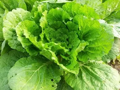 Descubriendo la Col China: Cultivo, Propiedades y Cuidados Esenciales