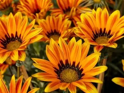 Estrategias Naturales para el Control de Plagas en Jardinería