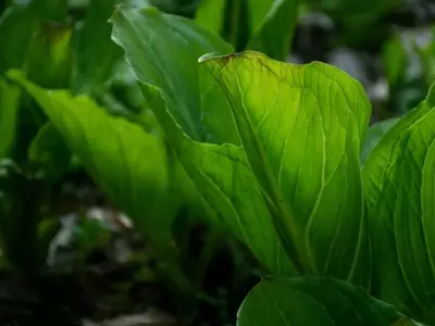 La Sensibilidad de las Plantas: ¿Perciben Dolor o Reaccionan al Daño?