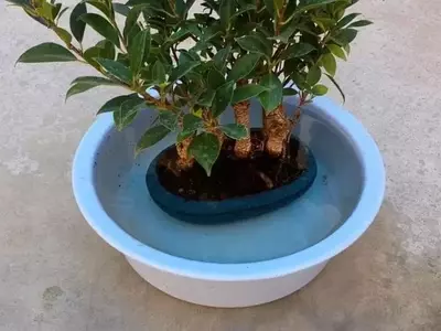 Técnica de Riego por Inmersión: Un Método Esencial para la Salud de tus Plantas