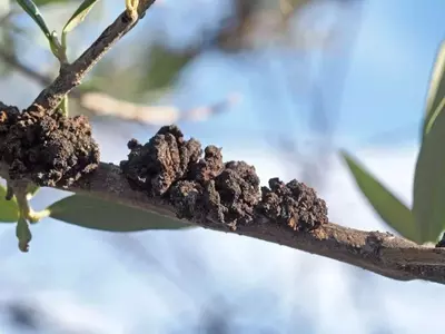 Impacto de las Pseudomonas en la Salud Vegetal y Estrategias de Manejo