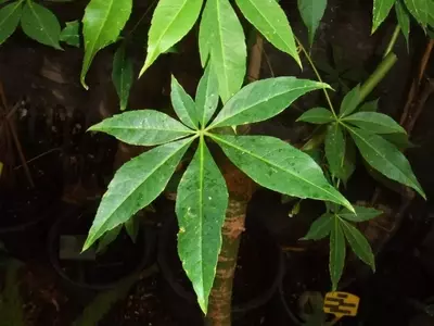 Entendiendo los Desafíos Fisiológicos de las Plantas