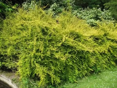 Descubriendo la Madreselva Brillante: Un Arbusto Versátil para Tu Jardín