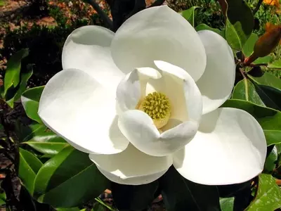 La Prevalencia del Color Blanco en las Magnolias: Un Análisis Evolutivo y Botánico