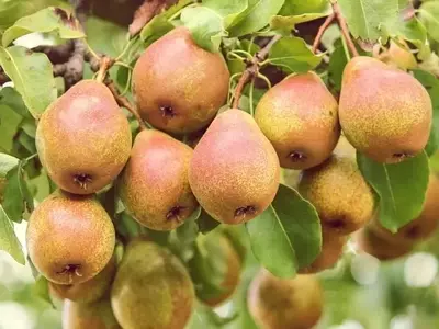 Descubriendo la Versatilidad del Pyrus: Desde el Jardín hasta la Mesa