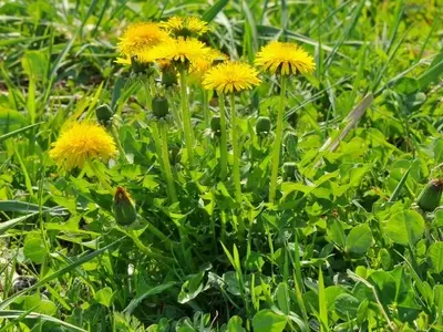 Un Vistazo a la Diversidad de Flores Silvestres Amarillas