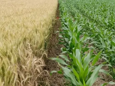Insumos Agrícolas: La Diferencia Clave entre Biológicos y Bioestimulantes en la Agricultura Moderna