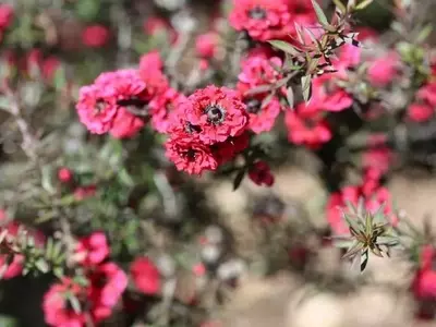 Leptospermum: El Encanto Versátil de Arbustos y Árboles