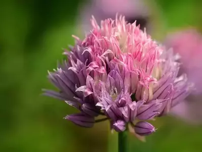 Cultivo y Usos de Hierbas Aromáticas Esenciales para tu Huerto