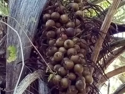 Descubriendo el Coyol: La Exótica Fruta Mexicana y sus Múltiples Usos