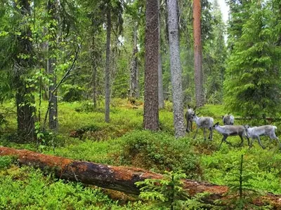 Explorando la Taiga: El Bosque Boreal, Clima, Vida Silvestre y Ecología