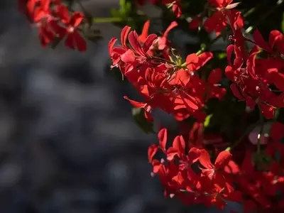 El Misterio de la Floración Vegetal: Factores, Estaciones y el Impacto del Clima