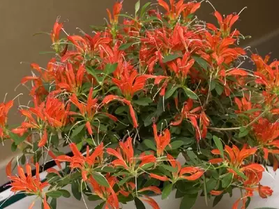 Aeschynanthus: La Enigmática Planta 'Pintalabios' y su Cultivo