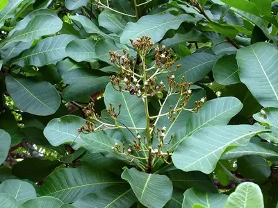 Anacardium excelsum: Un Gigante Tropical de Valor Incalculable