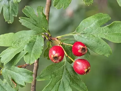 El Majuelo: Un Tesoro Botánico de Múltiples Facetas