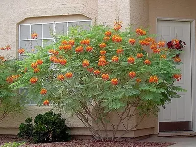 Descubriendo la Caesalpinia Pulcherrima: Belleza Exótica y Medicina Ancestral