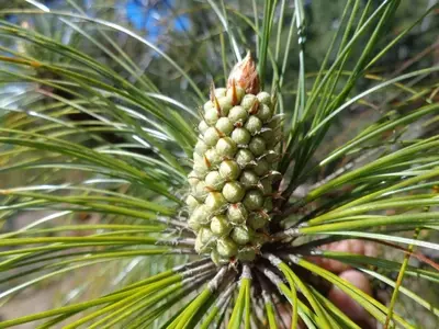 Pinus Roxburghii: El Majestuoso Pino del Himalaya y su Valiosa Madera