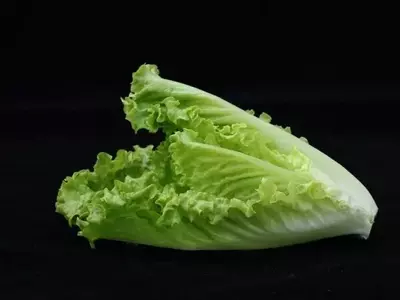 Innovaciones para Garantizar la Seguridad de la Lechuga Romana: Un Estudio Revelador