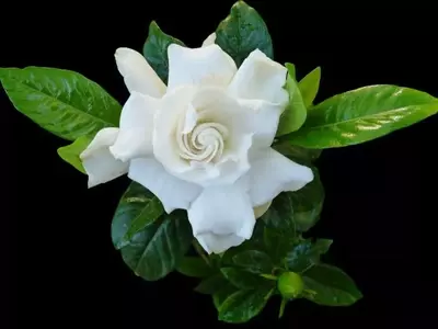La Gardenia: Un Viaje Aromático a Través de sus Cuidados y Encantos