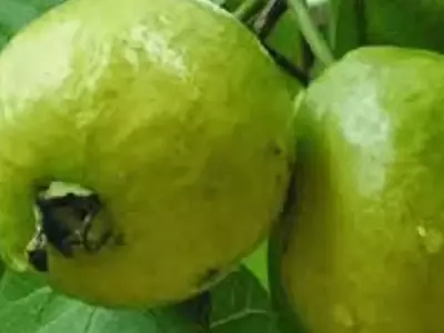 Descubriendo el Cas o Guayaba de Monte: Tesoro Frutal de Centroamérica