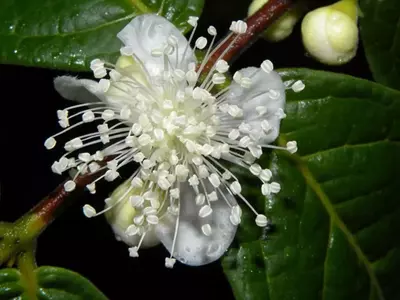 Descubriendo la Eugenia Stipitata: El Tesoro Frutal de la Amazonía