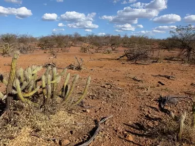 Explorando la Caatinga: Un Ecosistema Semiárido Único en Brasil