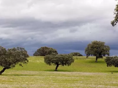Las Dehesas Ibéricas: Un Ecosistema Único y Esencial