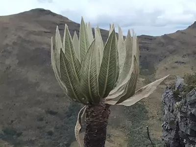 Descubriendo la Espeletia: La Joya Botánica de los Andes Colombianos