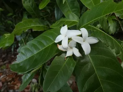 Alibertia Edulis: El Fascinante Árbol Tropical de Frutos Exóticos