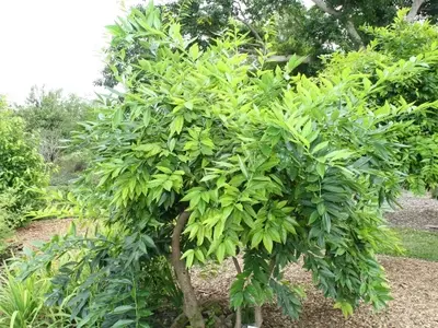 Descubriendo el Fascinante Laurel de Tres Nervios: Un Tesoro Botánico de Asia