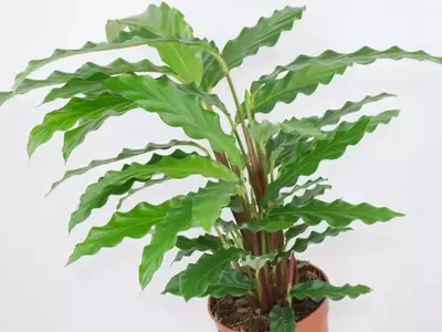 Calathea Wavestar: Belleza Exótica y Cuidado del Hogar
