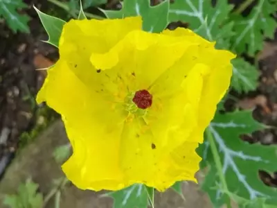 Argemone Mexicana: La Amapola Espinosa de Origen Tropical con Usos Múltiples y Notable Toxicidad