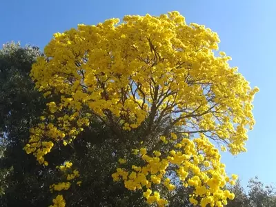 Tabebuia Speciosa: El Árbol Emblemático de Brasil