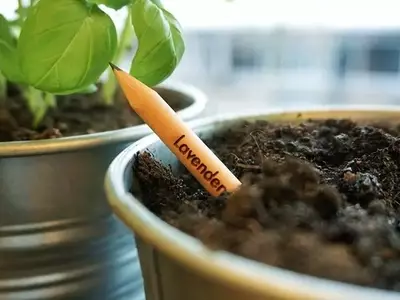 Lápices con Semillas: La Fusión Innovadora entre Escritura y Naturaleza