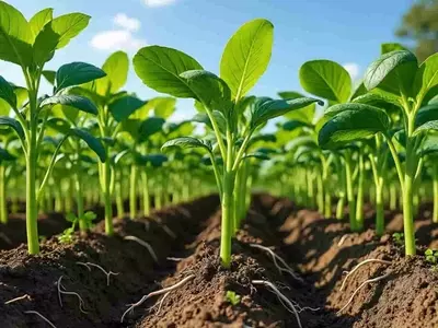 Innovación Agrícola: Redes Microbianas Sintéticas para una Agricultura Sostenible y sin Químicos