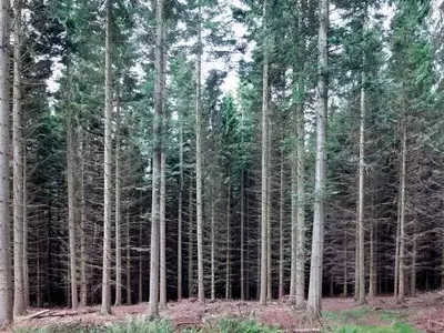 Avances Innovadores en la Poda Forestal de Altura