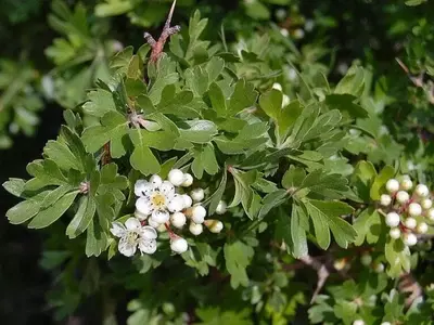 Explorando las Diversas Variedades de Acerolo: Un Fruto Exótico Lleno de Secretos y Beneficios