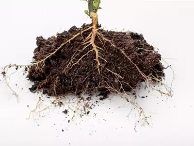 Controlando el Crecimiento Radicular: Un Avance Científico Clave para el Futuro Vegetal