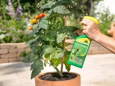 Jabón Potásico: Uso Seguro y Efectivo en el Cuidado de Plantas