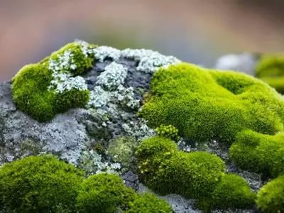 El Musgo: Un Aliado Inesperado para la Salud de tus Plantas