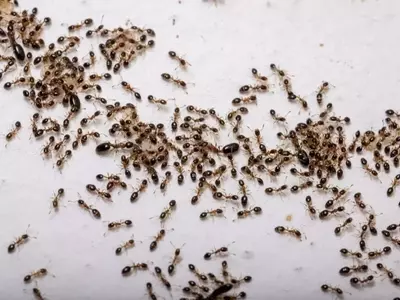 Control de Plagas en Primavera: Una Guía Esencial para Jardineros