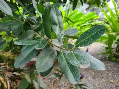 Descubriendo el Árbol de María: Un Tesoro Natural de Honduras y Más Allá