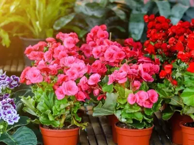 Estrategias Exitosas para la Propagación de Begonias