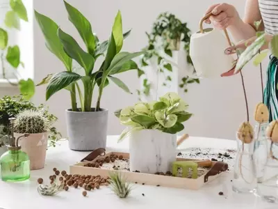 Dominando la Propagación del Ficus Elástica: Guía Completa para el Cultivo Exitoso