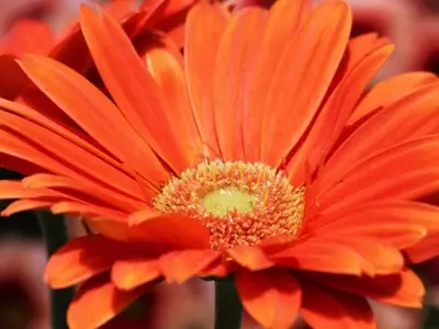 Gerbera: Guía Completa de Cuidado y Significado de la Margarita Africana