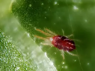 Control y Prevención de la Araña Roja en Plantas de Oreja de Elefante: Una Guía Esencial